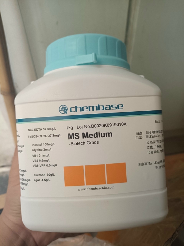 MS Medium, Trung Quốc